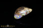 Preview: Jundah opalized wood Boulder Opal - 6,8ct