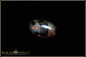Preview: Banten wood fossil Opal - 4,06ct