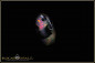 Preview: Banten wood fossil Opal - 4,06ct