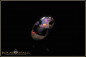 Preview: Banten wood fossil Opal - 4,06ct