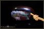 Preview: Koroit Boulder Opal Pendant - 48,48ct