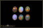 Preview: 6 pieces Welo Opal Cabochon Lot- 5,28ct