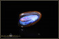 Preview: Yowah Boulder Opal nut heart - 21,56ct