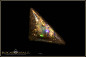 Preview: Winton opalized wood Boulder Opal - 20,32ct