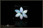 Preview: 6 pieces fiery Coober Pedy full opal cabochon navettes - calibrated - 0,96ct
