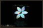Preview: 6 pieces fiery Coober Pedy full opal cabochon navettes - calibrated - 0,96ct