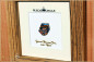 Preview: Yowah Boulder Opal - 8,23ct - Black Edition in 12x12cm Zebrano wood frame