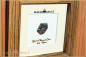 Preview: Yowah Boulder Opal - 8,23ct - Black Edition in 12x12cm Zebrano wood frame