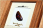Preview: Yowah Matrix Boulder Opal - 24,60ct - Silver Edition in 12x12cm Gonzalo Alves wood Frame