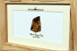 Preview: Koroit Boulder Opal - 15,93ct - Gold Edition in 12x18cm beech stoked wooden frame