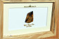Preview: Koroit Boulder Opal - 15,93ct - Gold Edition in 12x18cm beech stoked wooden frame