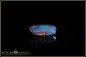 Preview: Lightning Ridge Opal Doublet - 4.62ct