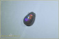 Preview: Lightning Ridge Crystal Opal - N8 Body Tone - Brillanz B6 - 0,48ct