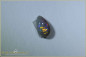 Preview: Lightning Ridge Crystal Opal - N8 Body Tone - Brillanz B6 - 0,48ct