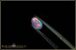 Preview: White opal from the West Side field in White Cliffs with 0,40