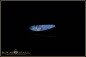 Preview: Coober Pedy Opal doublet - 1,50ct