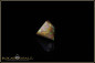 Preview: Jundah opalized wood boulder opal 2,73ct
