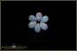 Preview: 6 pieces colorful Coober Pedy full opal cabochon pears - calibrated - 1,55ct