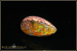 Preview: Mexiko Matrix Cantera Feueropal - 18,90ct