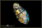 Preview: Yowah opalized wood boulder opal 15,43ct