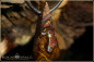 Preview: Yowah Boulder Opal Pendant - 57,38ct