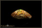 Preview: Jundah opalized wood boulder opal - 6,65ct
