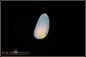 Preview: Coober Pedy Shell Opal Stone  1,23ct