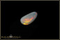 Preview: Coober Pedy Shell Opal Stone  1,23ct