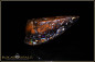 Preview: Koroit Boulder Opal - 45,21ct