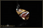Preview: Yowah Boulder Opal Anhänger - 11,02ct