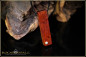 Preview: 1 pcs. Manzanita Burl- Coober Pedy Opal Doublet Pendant